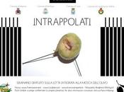 INTRAPPOLATI: seminario gratuito sulla lotta integrata alla mosca dell’olivo.