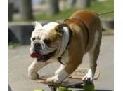 Tillman, bulldog inglese fenomeno surf (video)