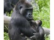 Mamma gorilla partorisce gemelli: raro evento allo Arnhem