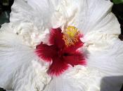 Hibiscus tropicali: rarità nostro vivaio