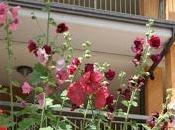 Alcea rosa Malvone comportamento