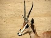 L'antilope, mangusta ghepardo /L'angolo Griot