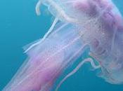 Mare 2013: ecco meduse diffuse sempre pericolose)