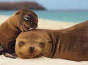Galapagos, allarme leoni marini