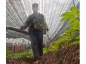 Greenpeace: “Pesticidi tossici prodotti della medicina cinese”