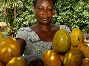 Ghana /Coltivatori mango alle strette