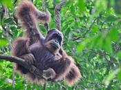 Sumatra terra orangotango