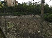 giardino pubblico invaso roditori (abbandonati riprodottisi loco). parco zeppo conigli criceti fuori gente continua loro mangiare trasformando tutto discarica