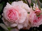 spasso rose....