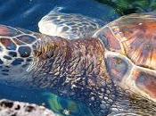Liberata tartaruga Caretta caretta nelle acque Barletta