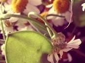 bouquet campestre Natural Style