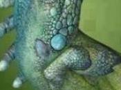 Dragonessa