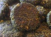 Burger tofu spinaci