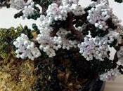 Bonsai perline