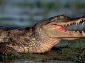 Nasca presto piccolo principe inglese liberi mente oranghi kaimani. crolla.