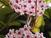 Hoya Carnosa