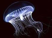 origini evolutive della bioluminescenza