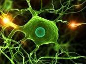ricerca sulle cellule staminali: passi avanti contro Alzheimer Parkinson