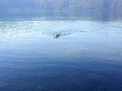Mercurio, Alaskan Malamute nuotare