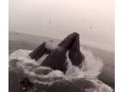 California: immersione quasi inghiottiti dalle balene (Video)