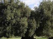 Progetto Pivolio, Carta d'Identità dell'olio extravergine d'oliva garantire salute qualità.