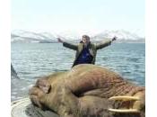 Russia, tricheco appisola sottomarino (Foto)