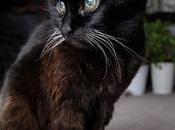 Lewis...la gatta anni (cazzarola!)