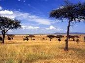 PROGETTO AUOSTRADA UCCIDEREBBE PAESAGGIO SERENGETI KENYA DOVE MIGRANO ANIMALI AFRICANI. MASAI SONO D’ACCORDO NELLA COSTRUZIONE IMPORTANTI NOI”
