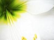 Instagram arrivo anche Android