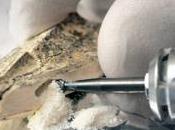 Uomo Denisova, nuovo parente Sapiens Neanderthal