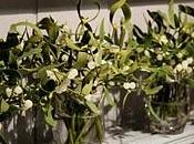 Viscum album semplicemente... vischio