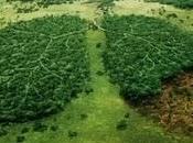 Rasa suolo foresta amazzonica