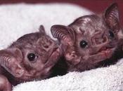 Pipistrello vampiro, fatti finzione