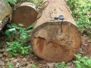 Nuova pressione sulle foreste africane