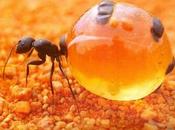 Formiche miele