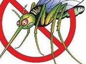 Fermiamo rilascio zanzare OGM!