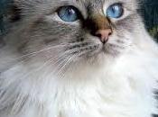 toxoplasmosi