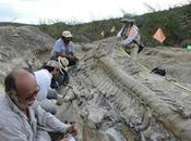 Messico: scoperta coda intatta dinosauro