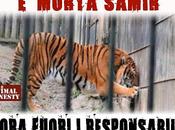 Muore Samir, tigre uccise padrone