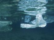 Hawaii, pesci allarme plastica