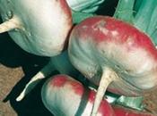 rapa, ortaggio resistente semine autunnali