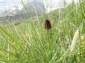 fiori montagna