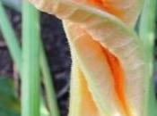 Fiori zucca ripieni vegetariani forno