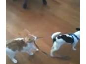Gatto trascina cane guinzaglio (Video)