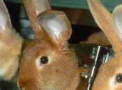 Test sugli animali: approvata norma 'restringi-vivisezione'