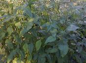 collaborazioni vlita βλητα στην Λομπαρντια