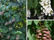 l’ortensia essicare adesso