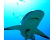 Squalo aggredisce turista: spiagge chiuse alle Hawaii