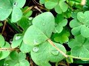 fotosintesi clorofilliana