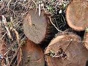 Anche Mare salvare bosco, bene comune. Firmate petizione!
